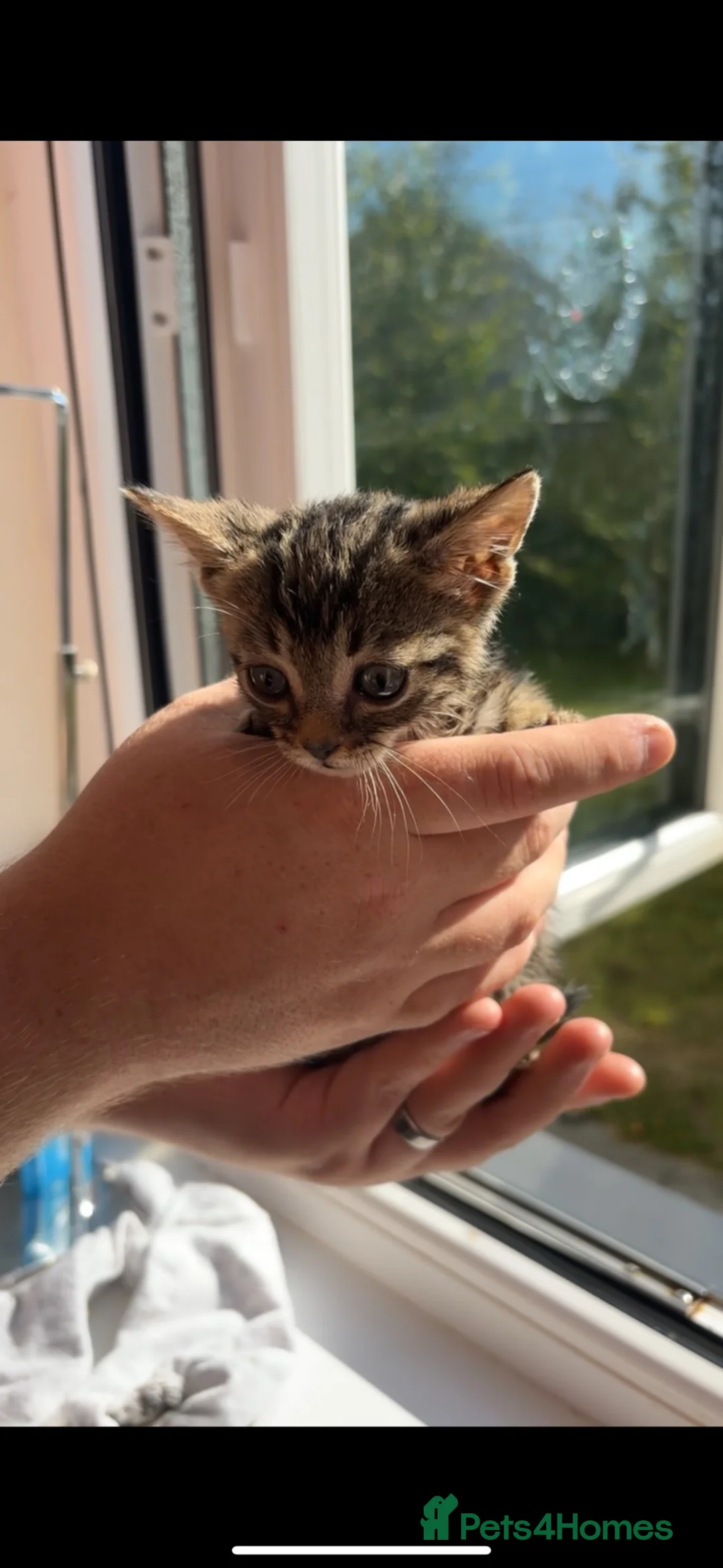 Bengal cats for sale: Beautiful baby Bengal cross kittens READY NOW! - Advert 2