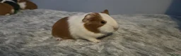Guinea Pig rodents for sale: Baby Guinea pig's Boys and two girls  - Advert 13