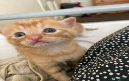 Mixed Breed cats for sale: 3 gorgeous ginger kittens available  - Image 10