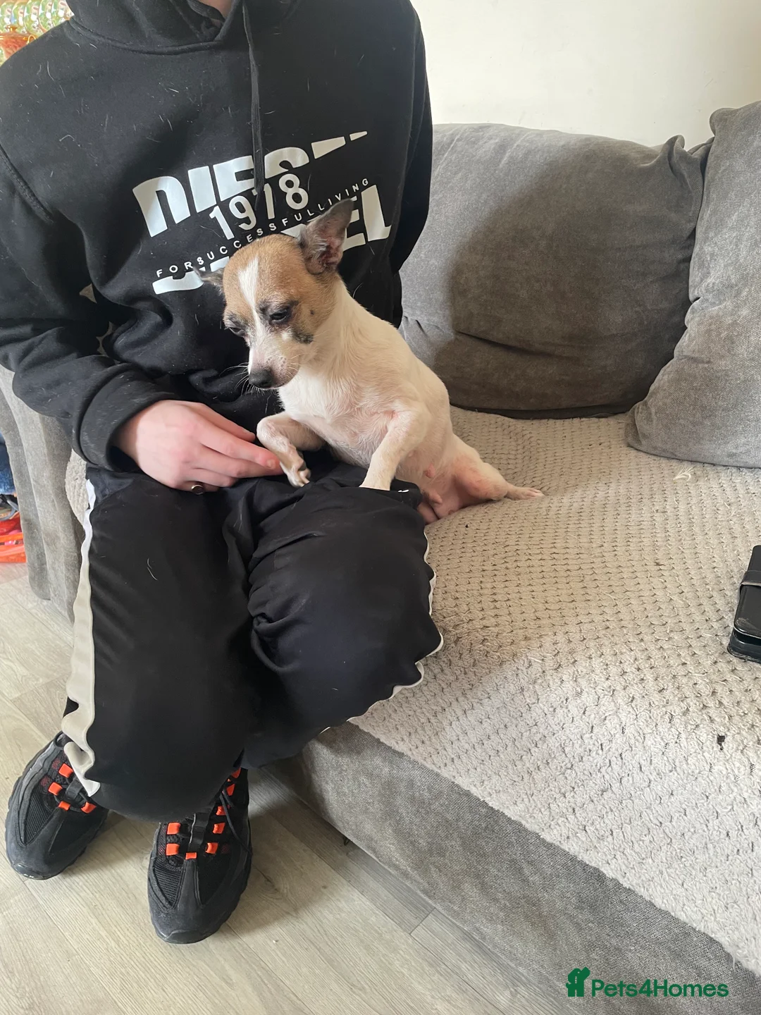 Jack Chi dogs for sale: Puppies  - Advert 9