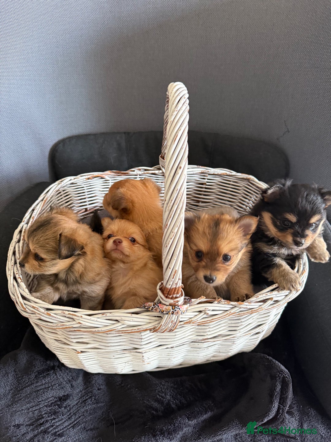 Pomeranian dogs for sale:  Adorable Pomeranian puppies  - Image 1