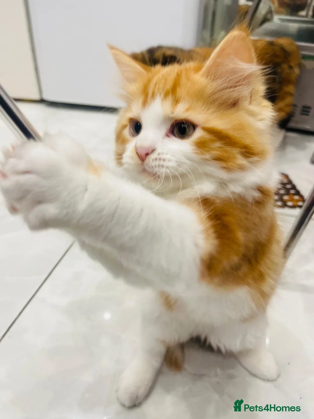 Ragdoll cats for sale: Championship bloodline RagdollxRagamuffin*3 kitten - Advert 6