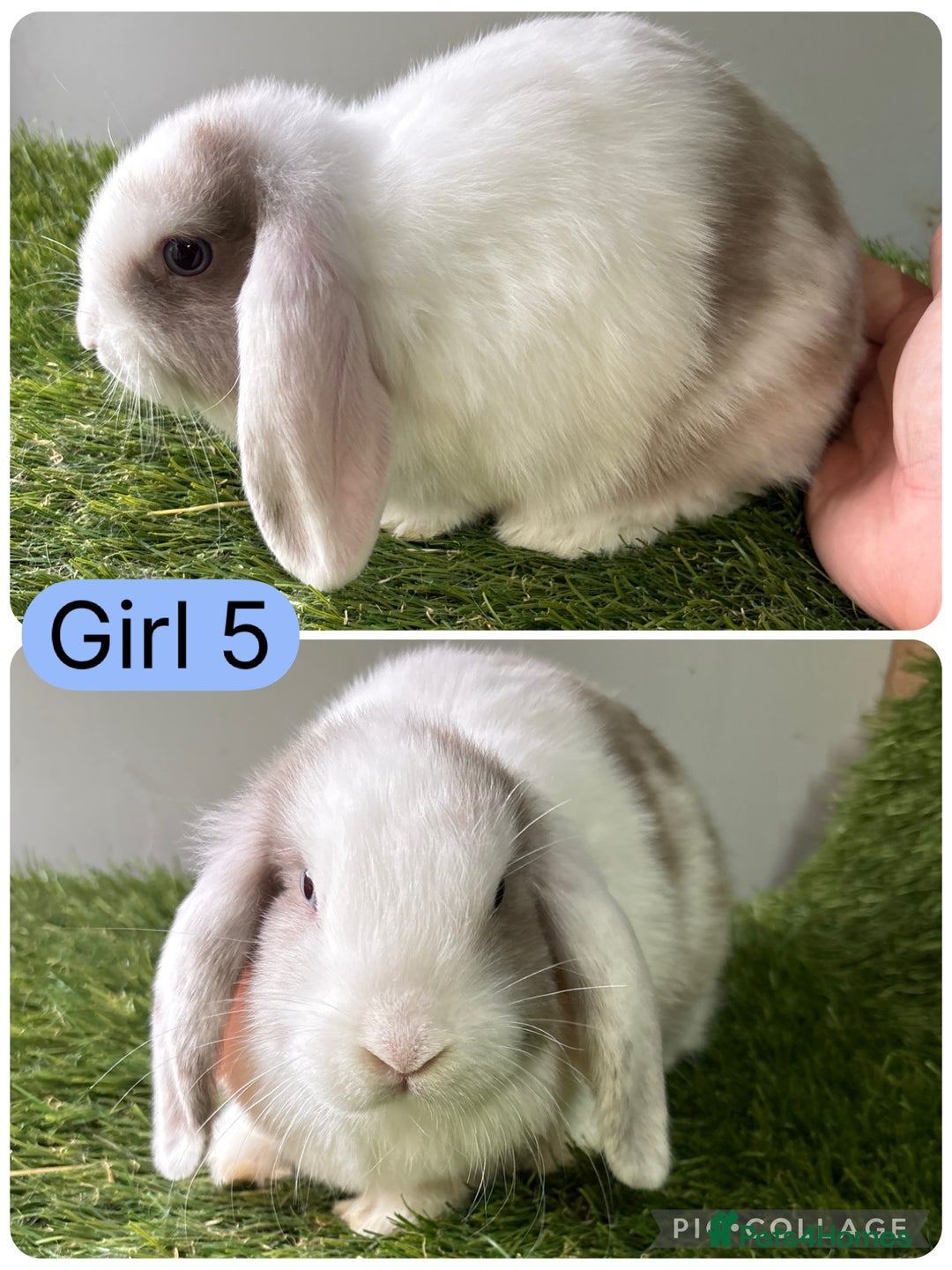 Mini Lop rabbits for sale: Stunning mini lop babies  - Image 7