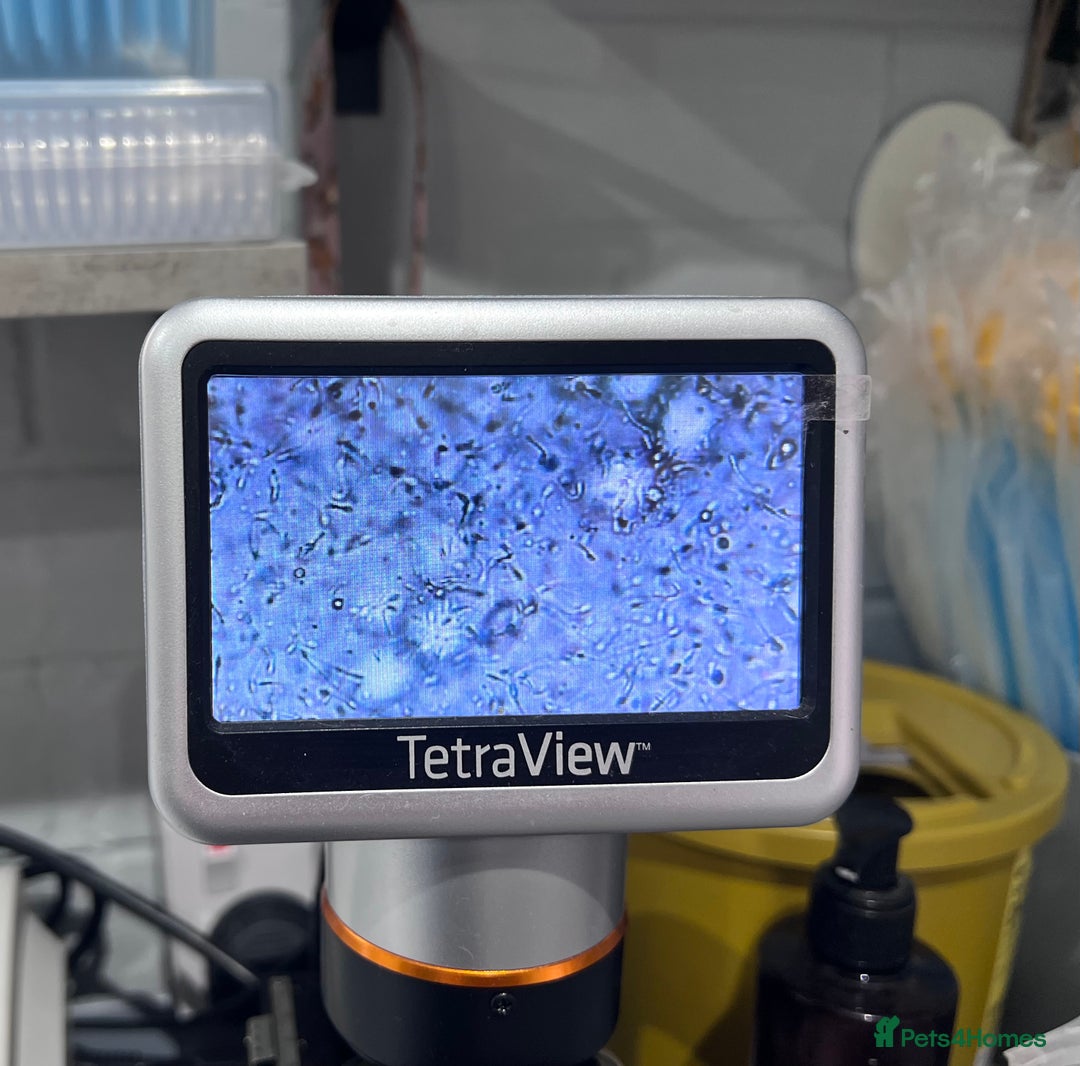 Miniature Schnauzer dogs for stud: 5th gen kc registered miniature schnauzer stud in Doncaster - Advert 7