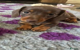 Miniature Dachshund dogs for sale: 3 gorgeous Chocolate and tan Girls  - Image 4
