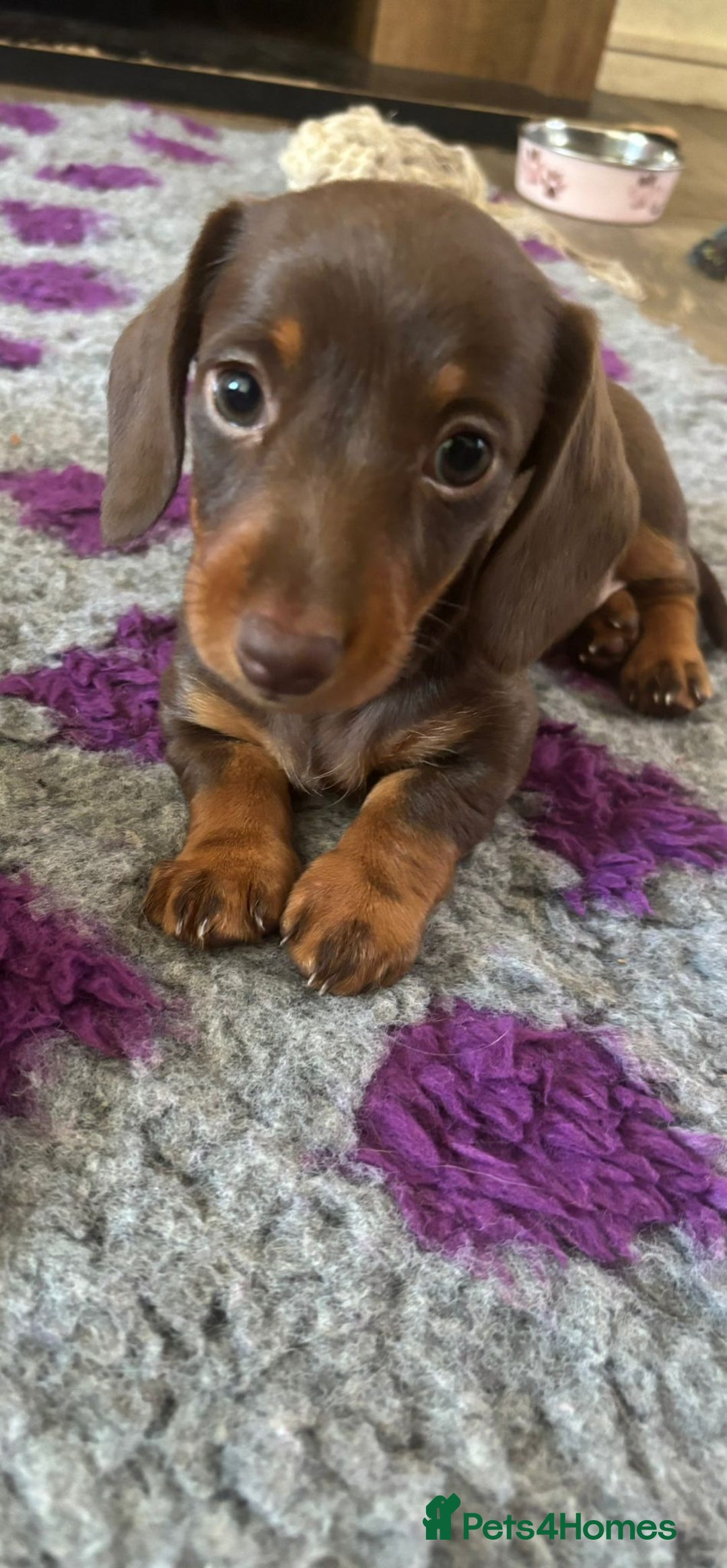 Miniature Dachshund dogs for sale: 3 gorgeous Chocolate and tan Girls  - Image 4