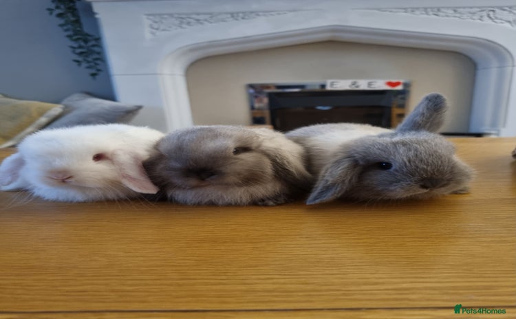 Mini Lop rabbits - Advert 2