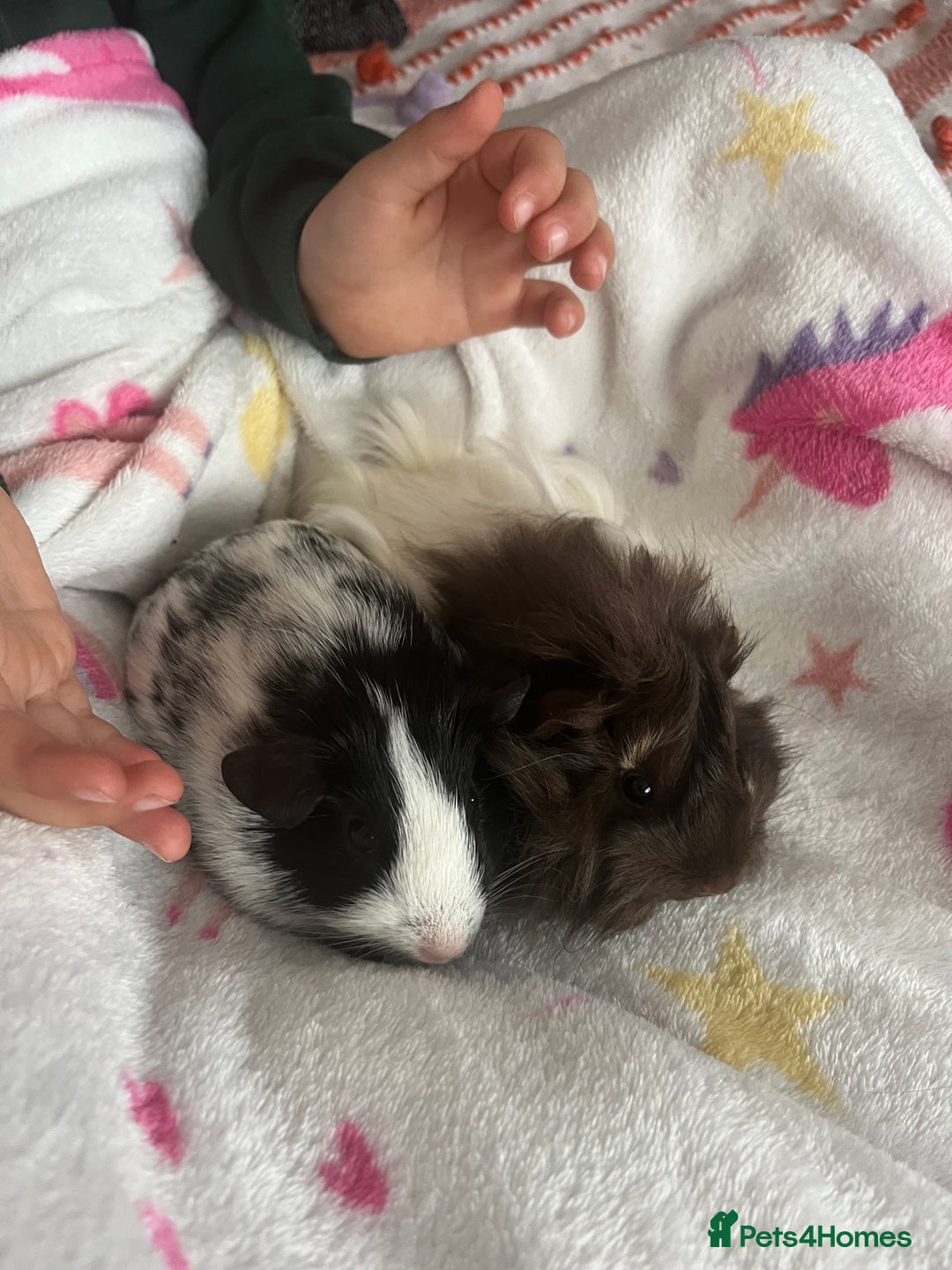 Guinea Pig rodents for sale: 2 female guinea pigs + complete set up! - Advert 1