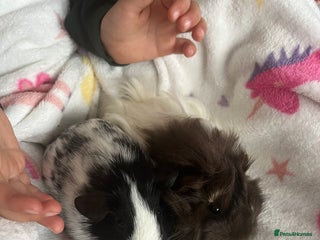 Guinea Pig rodents 2 female guinea pigs + complete set up! - Advert 1