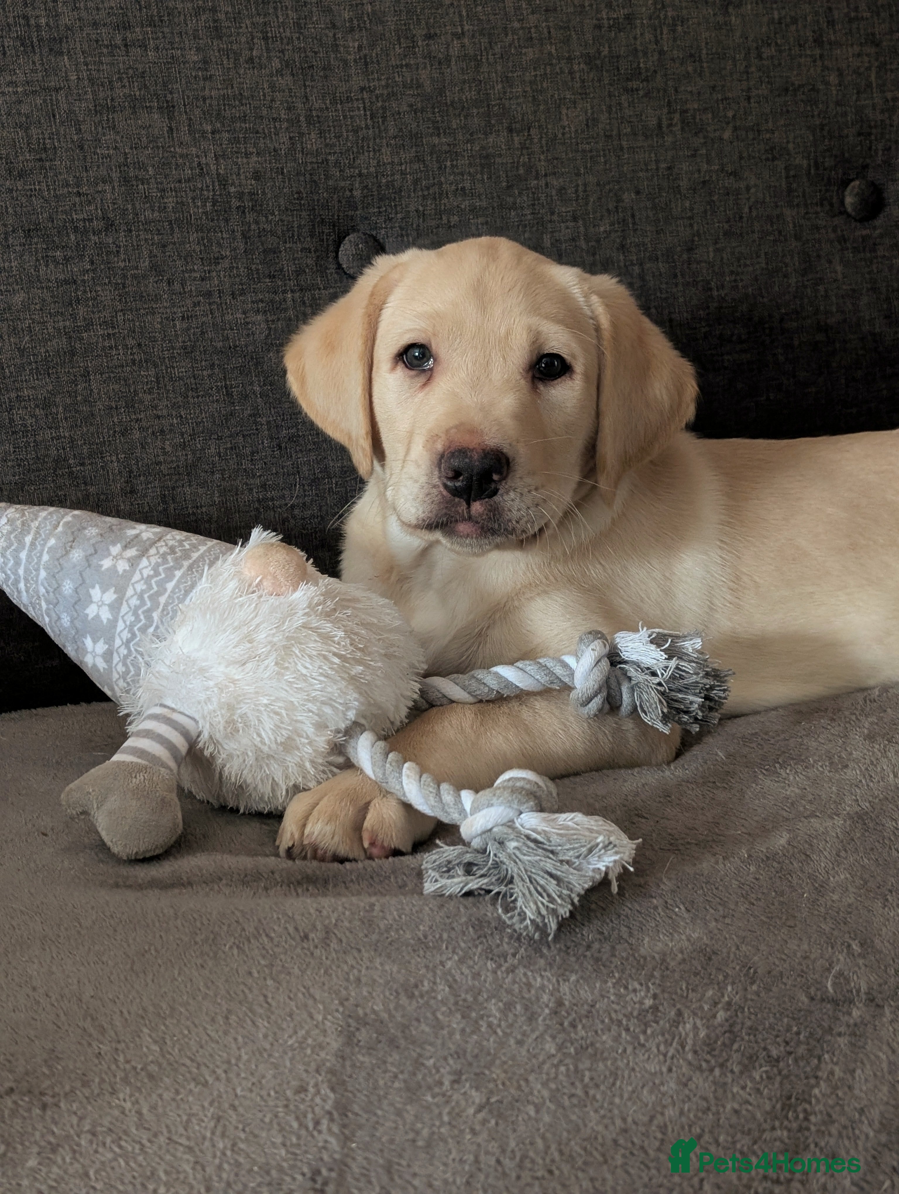 Labrador Retriever dogs Labrador puppies - READY NOW - DNA tested parents  - Advert 9