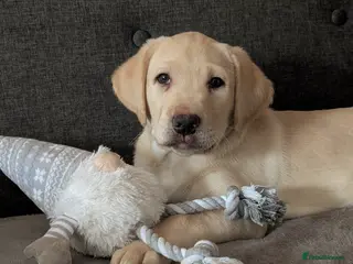 Labrador Retriever dogs Labrador puppies - READY NOW - DNA tested parents - Advert 9