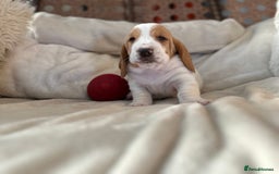 Basset Hound dogs for sale: Basset Hound Puppies - Image 19