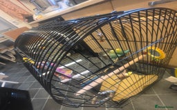 Budgerigars birds for sale: Pair of budgies with cage and toys  - Image 3