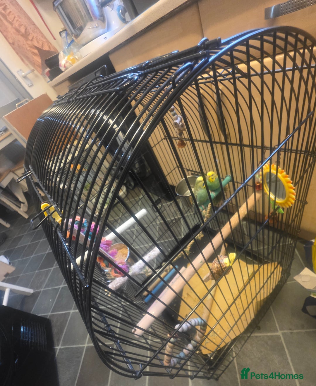 Budgerigars birds for sale: Pair of budgies with cage and toys  - Image 3