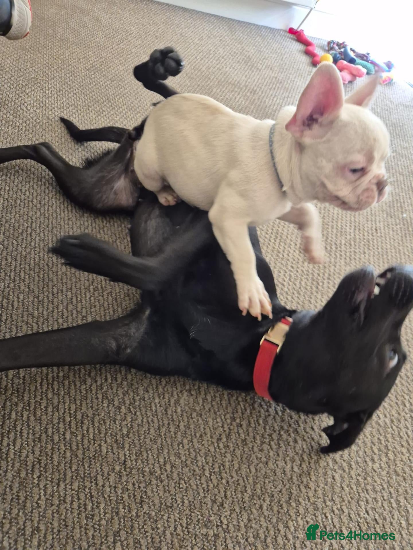 French Bulldog dogs pedigree French Bulldog pups - Advert 2