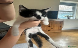 Domestic Shorthair cats for sale: Gorgeous traditional Black and white kittens  - Image 12