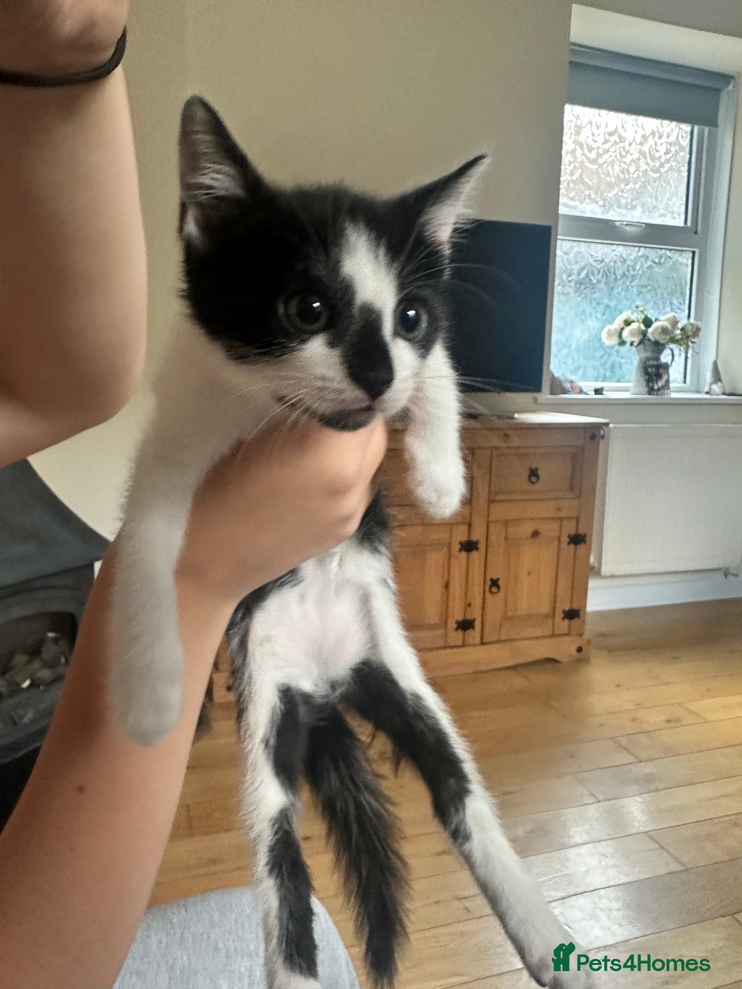 Domestic Shorthair cats for sale: Gorgeous traditional Black and white kittens  - Image 12