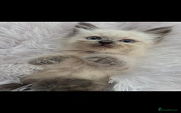 Siberian cats for sale: GCCF champion bloodline siberian neva masquerade  in Rhyl - Image 24