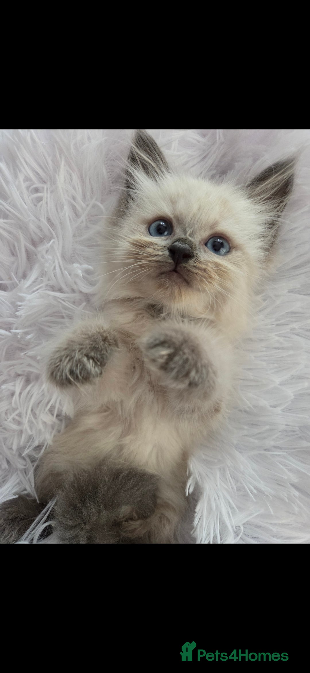 Siberian cats for sale: GCCF champion bloodline siberian neva masquerade  in Rhyl - Image 24
