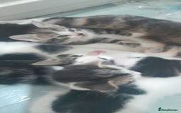 Mixed Breed cats for sale: Kittens ready now - Image 10