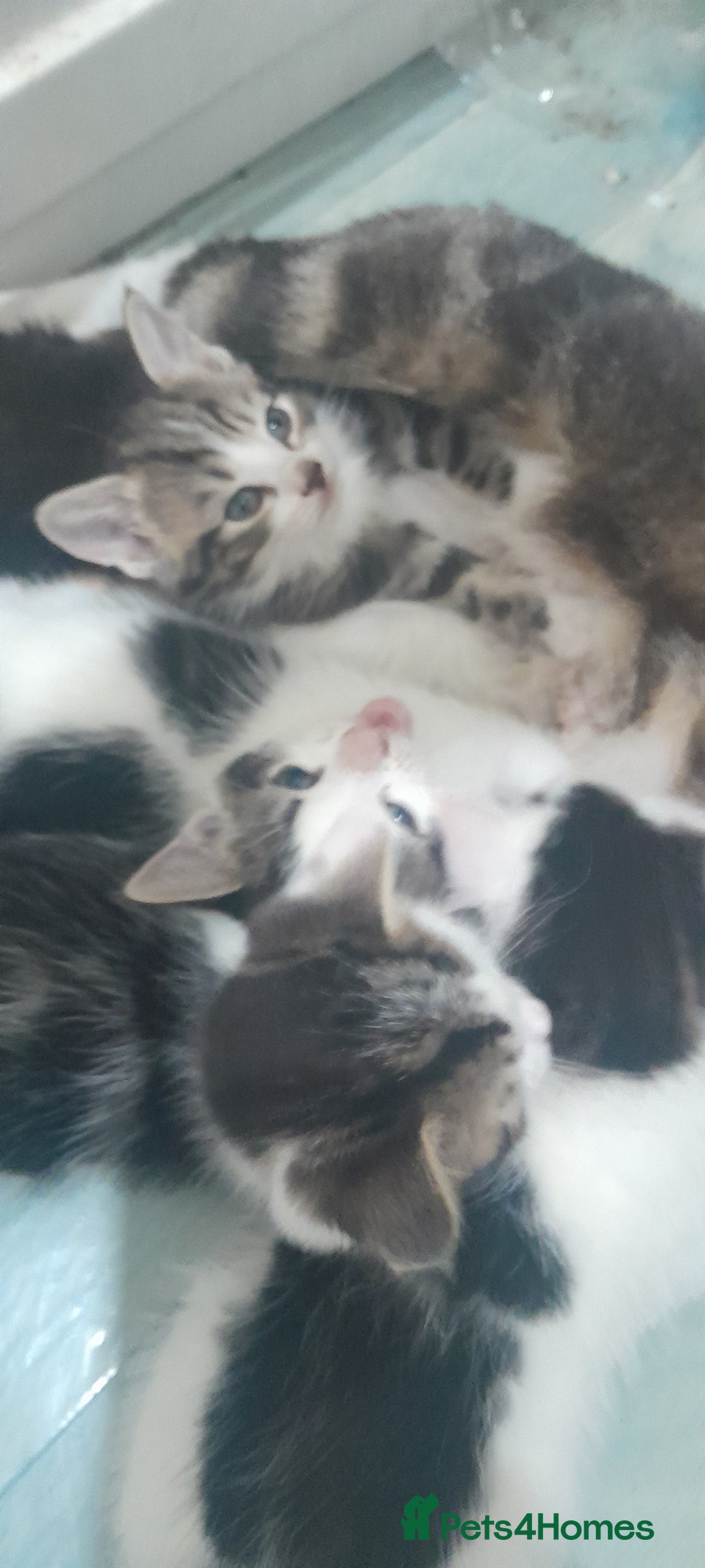 Mixed Breed cats for sale: Kittens ready now - Image 10