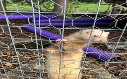 Ferret rodents for sale: Polecat and Sandy Ferrets hobs  - Image 2