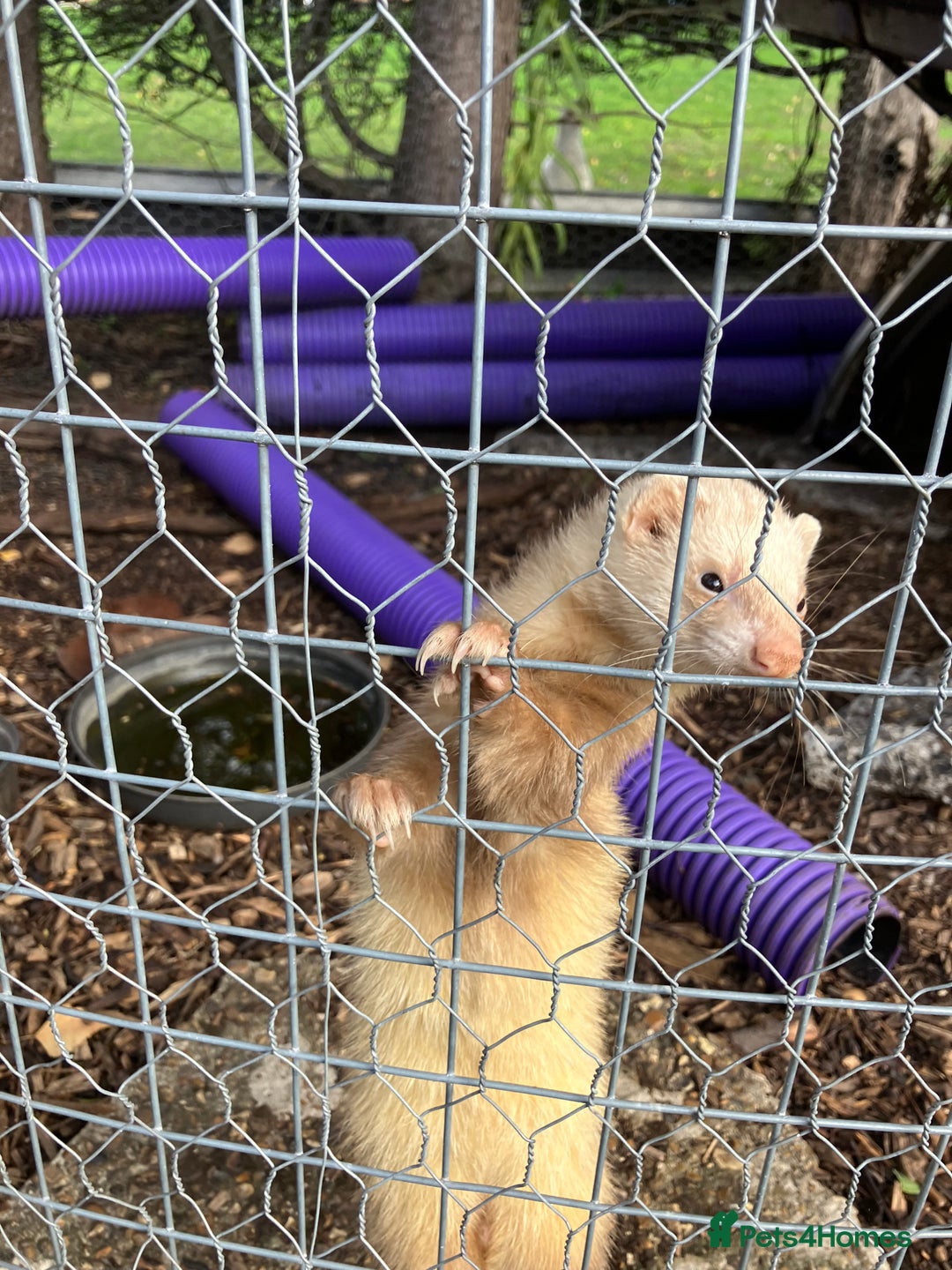 Ferret rodents for sale: Polecat and Sandy Ferrets hobs  - Image 2