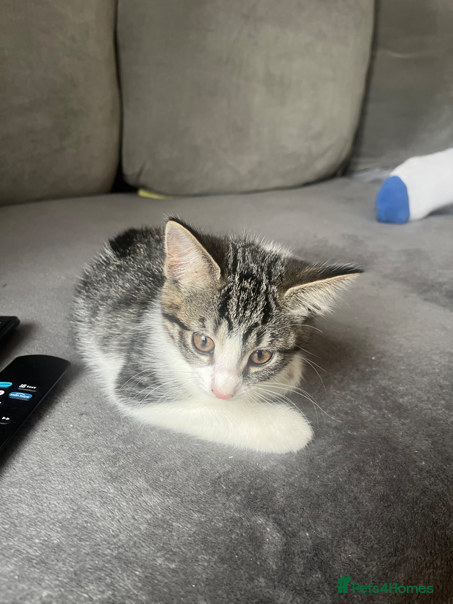 Mixed Breed cats for sale: 3 lovely girls ready for their forever home  - Advert 1
