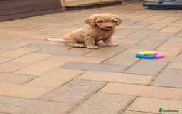 Labradoodle dogs for sale:  Apricot Doodle labradoodles - Image 35