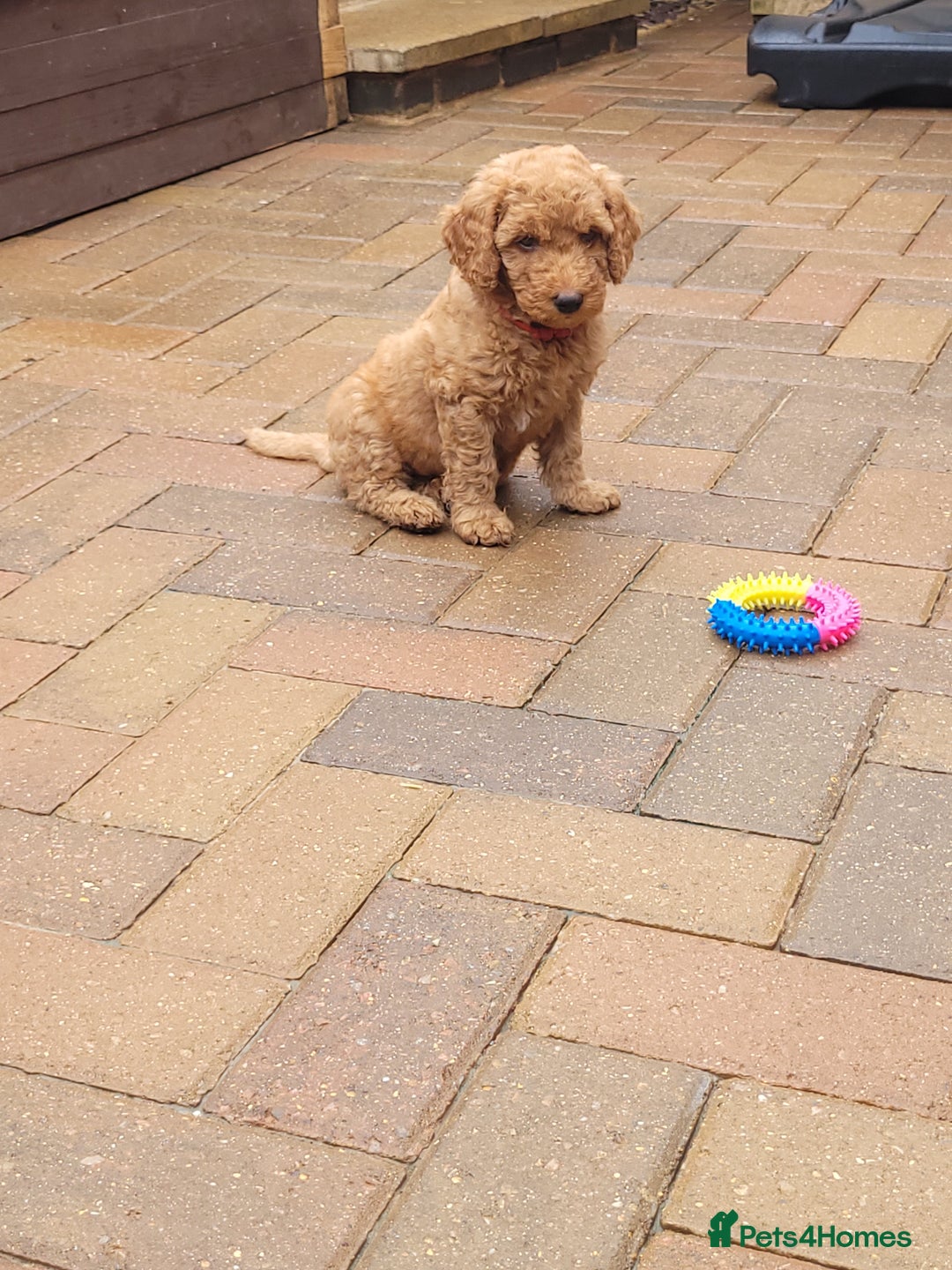 Labradoodle dogs for sale:  Apricot Doodle labradoodles - Image 35