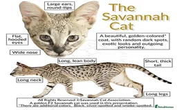 Savannah cats for sale: Beautiful F4 True to Type Savannah - Image 2