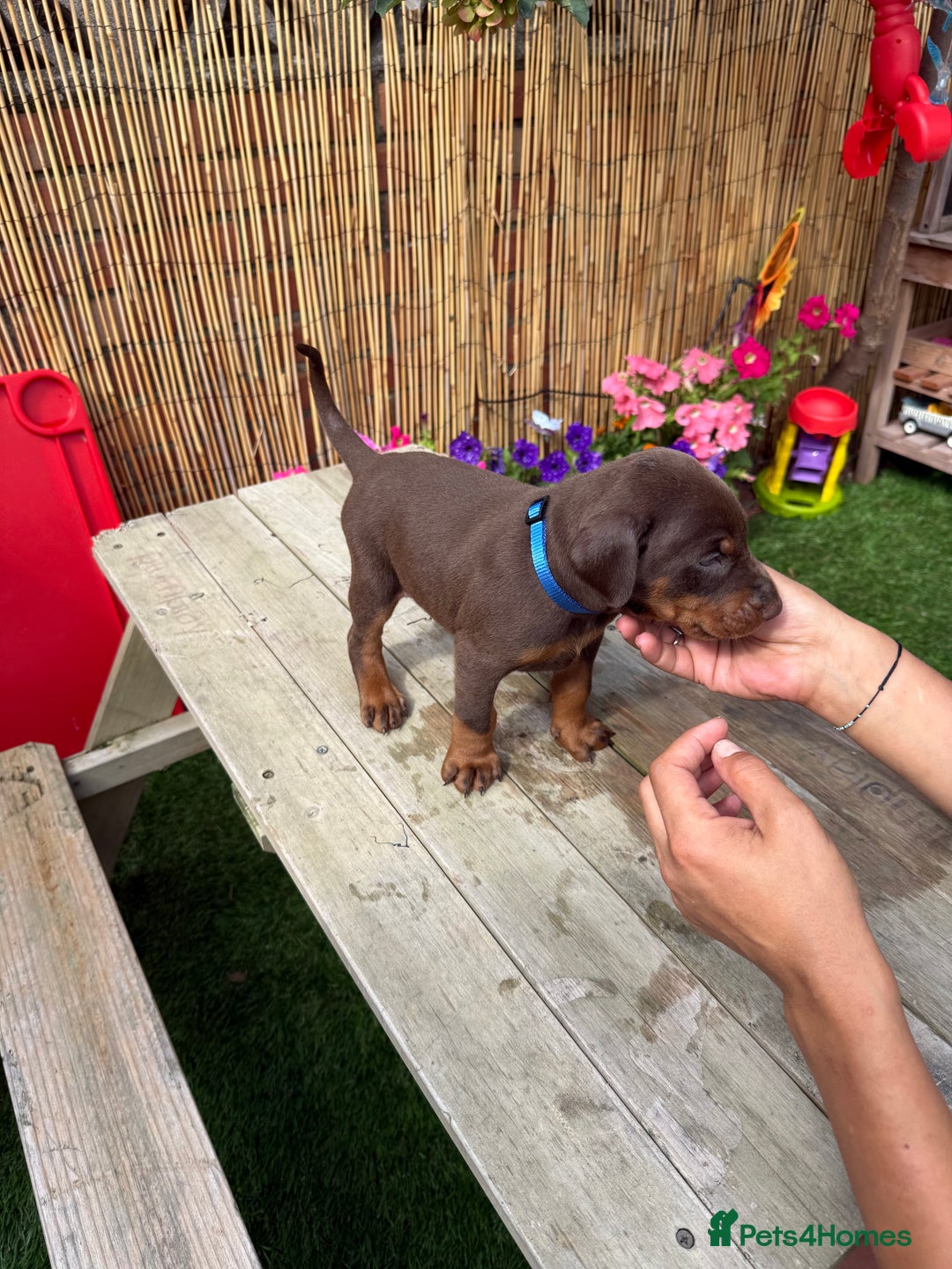 Dobermann dogs for sale: Doberman brown & tan - Image 26