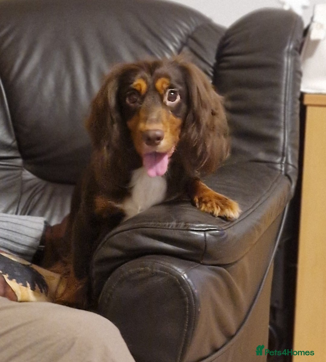 Cocker Spaniel dogs for sale: Cocker spaniel pups for sale  - Image 21