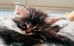 Maine Coon cats for sale: Beautiful Maine Coon babies - Image 15