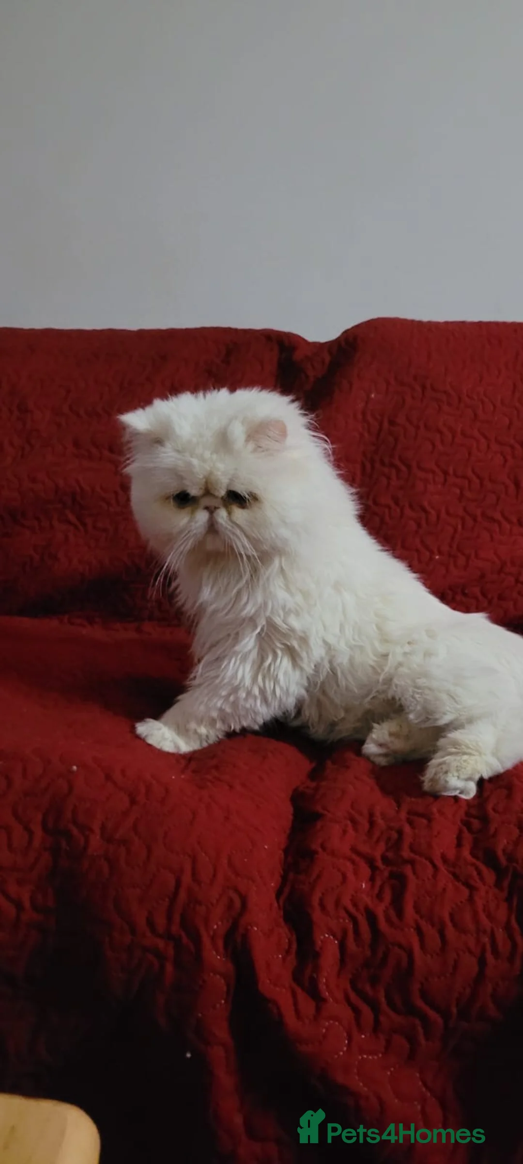 Persian cats for sale: Greek male Teo  - Advert 2