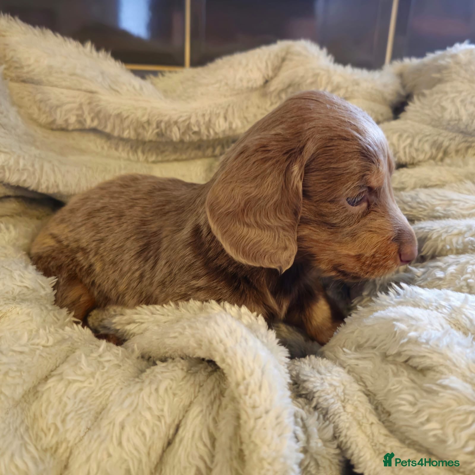 Miniature Dachshund dogs Miniature Dachshund KC Reg Longhair Isabella & Tan - Advert 14