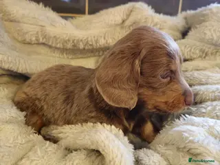 Miniature Dachshund dogs Miniature Dachshund KC Reg Longhair Isabella & Tan - Advert 14