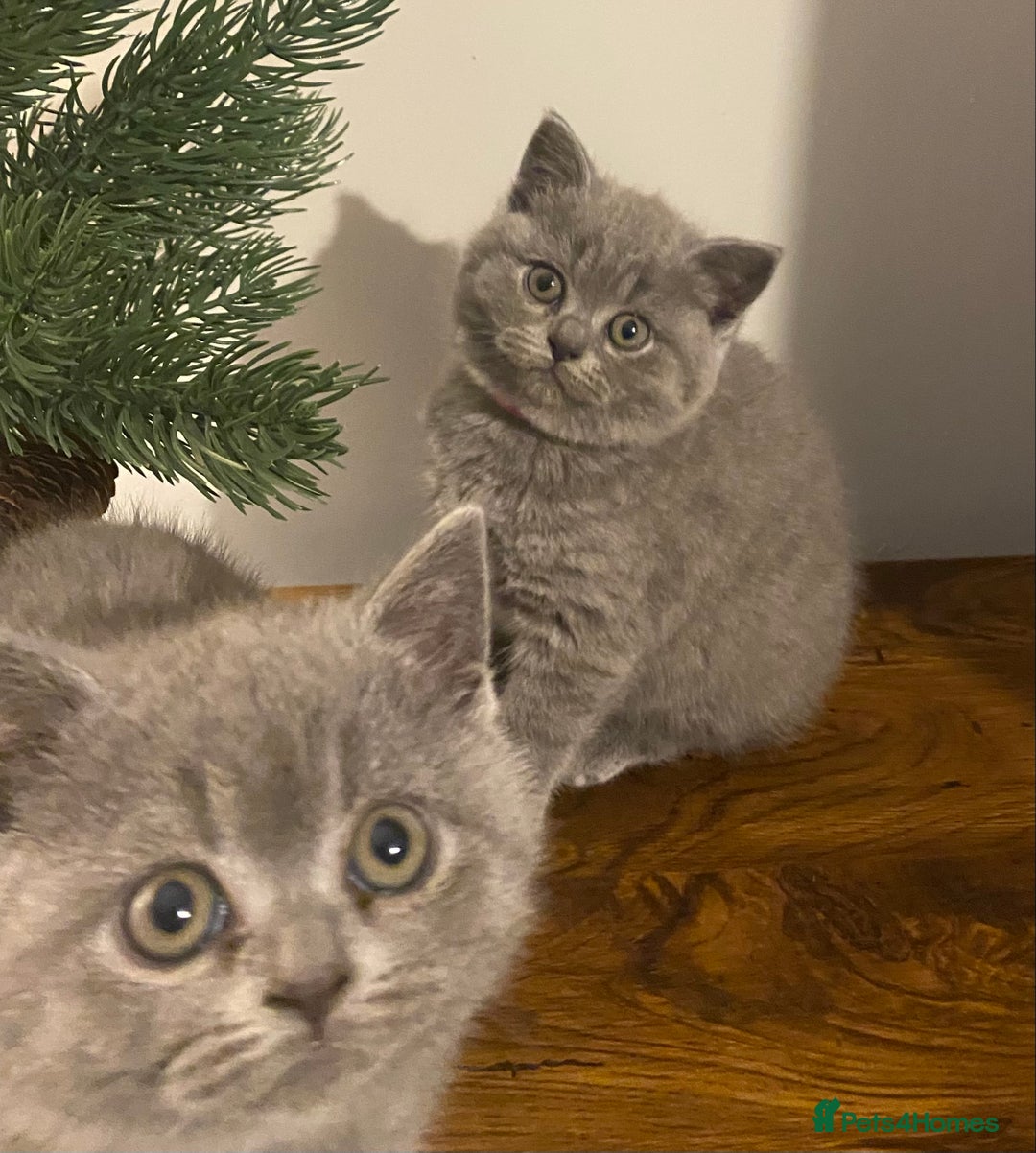 British Shorthair cats for sale: Stunning British short hair GCCF/TICA - Advert 34