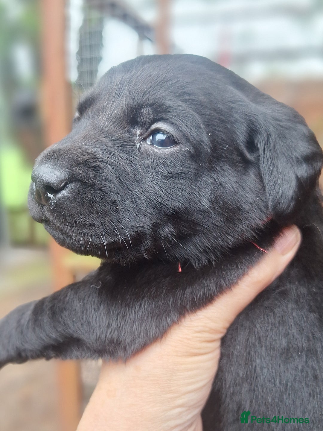 Labrador Retriever dogs for sale: Labrador Pups from Health Tested Parents. - Image 9