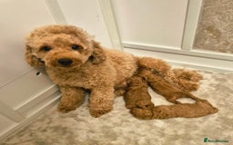 Cockapoo dogs for sale: Beautiful red f1b genuine toy cockapoos - Image 4