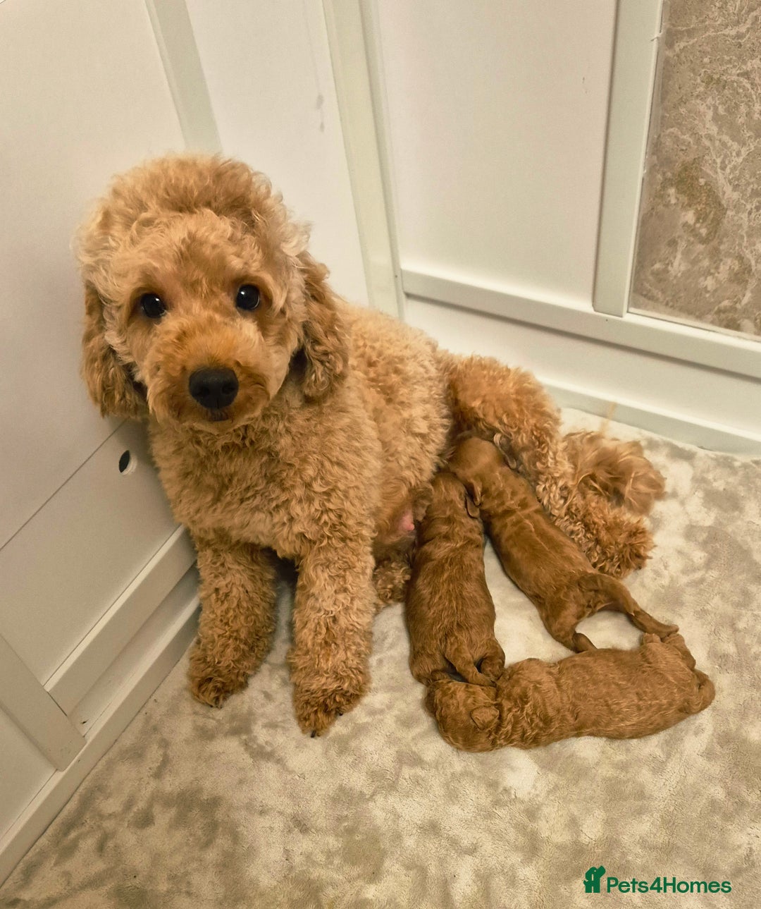 Cockapoo dogs for sale: Beautiful red f1b genuine toy cockapoos - Image 4