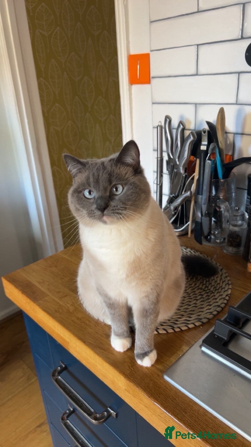 British Shorthair cats 2 Year Old Female Mixed British Shorthair/Ragdoll - Advert 17
