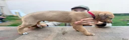 Lurcher dogs for sale: Lurcher Puppies. 5 boys and 1 girl left - Advert 8