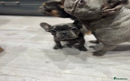 French Bulldog dogs for sale: French Bulldog Puppies - Ready Now  - Image 8