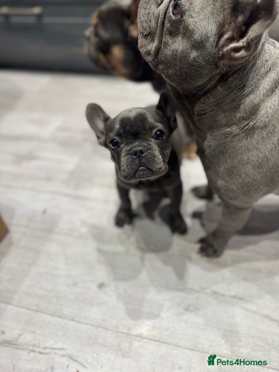 French Bulldog dogs for sale: French Bulldog Puppies - Ready Now  - Image 8