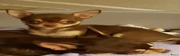 Chihuahua dogs for sale: 4 stunning chihuahua puppies  - Advert 18