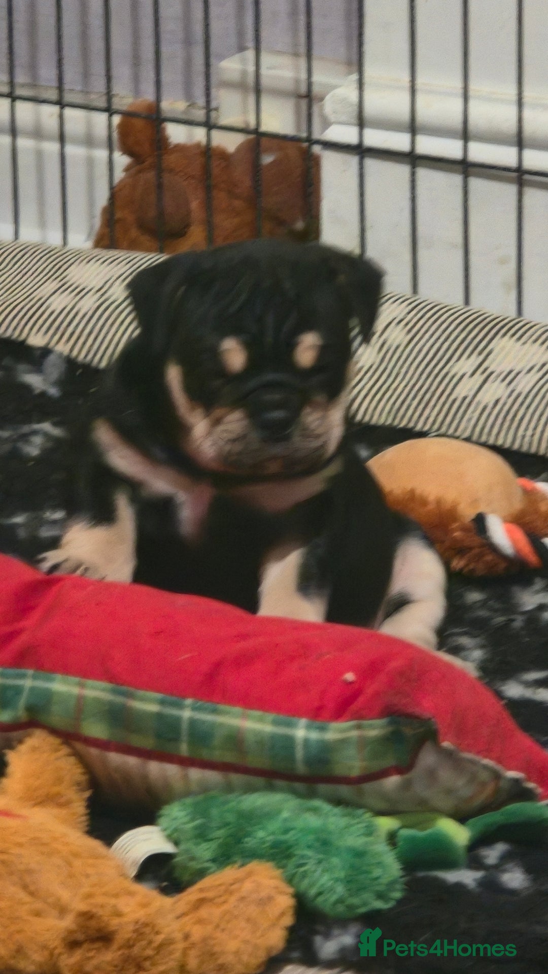 Mixed Breed dogs for sale: New england bulldogs  - Advert 7