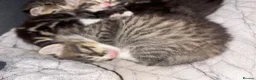 Mixed Breed cats for sale: 4 beautiful kittens ready to go now - Advert 3