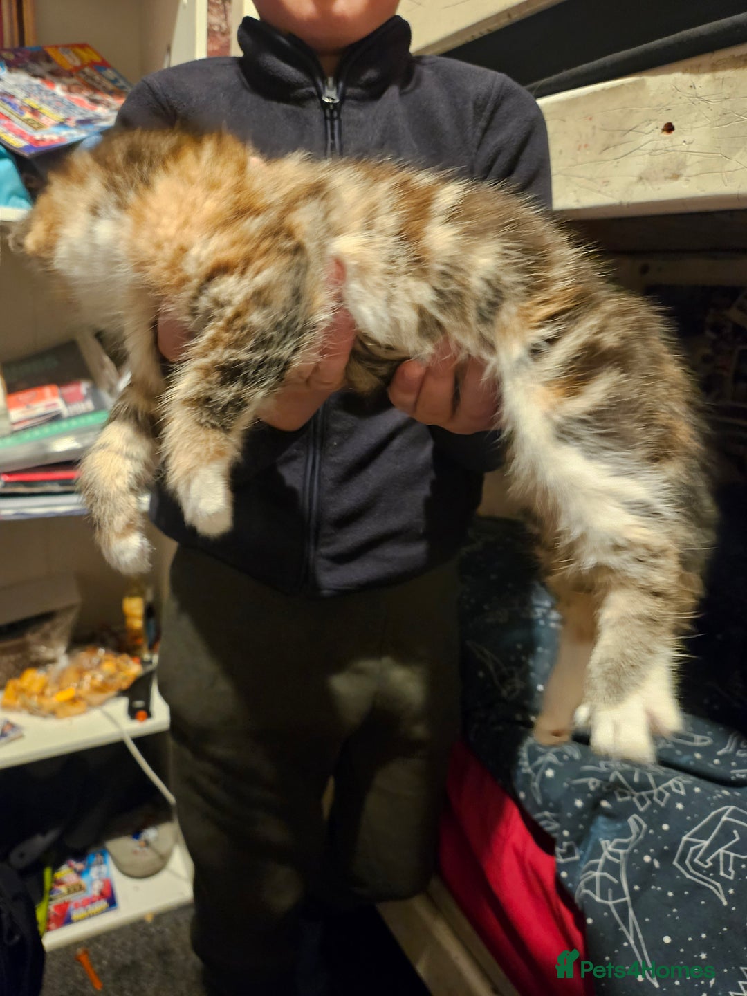 American Shorthair cats for sale: 2 kittens - Advert 9