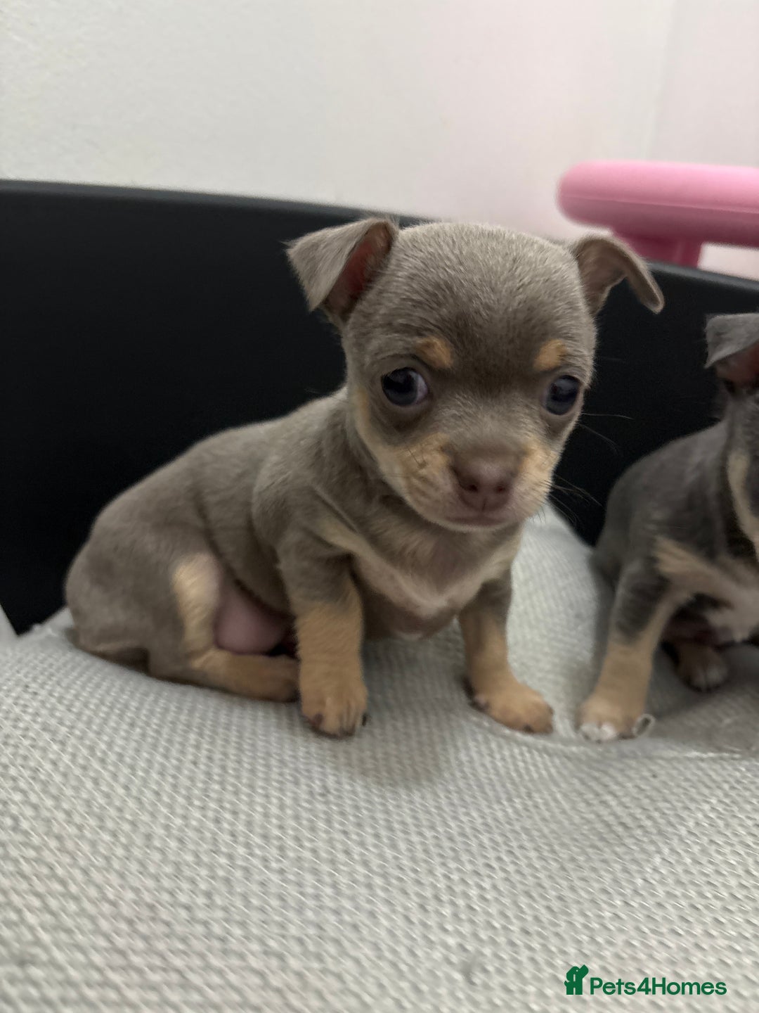 Chihuahua dogs for sale: 1 boy & 1 girl lilac/ grey chihuahuas  - Image 4